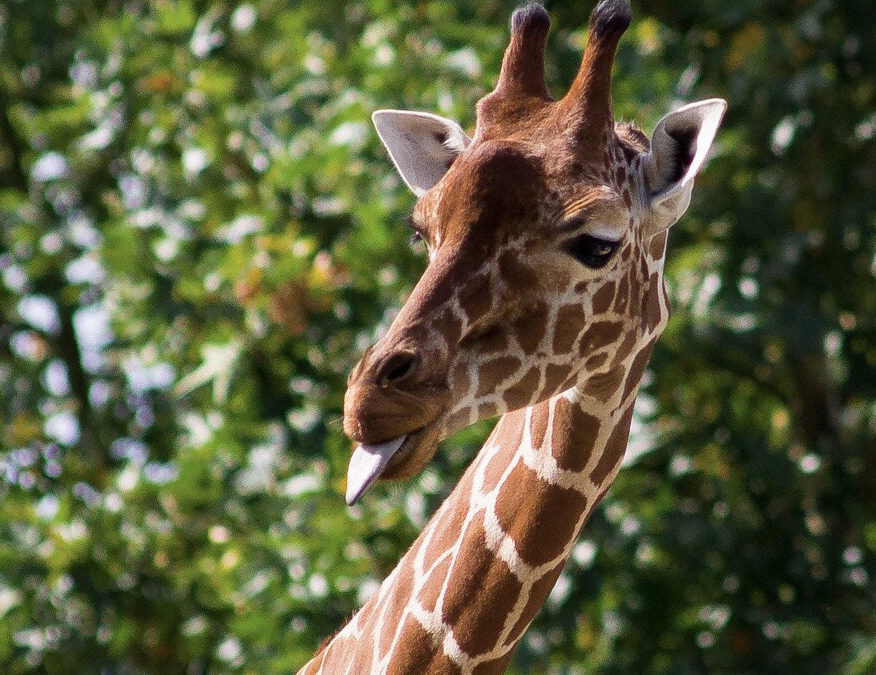 Louisville Zoo Giveaway