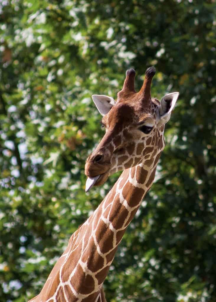 Louisville Zoo Giveaway