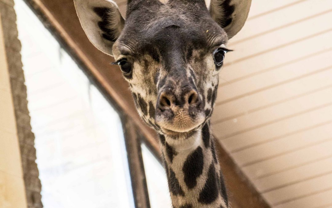 Win Five Family Trek Tickets to The Louisville Zoo