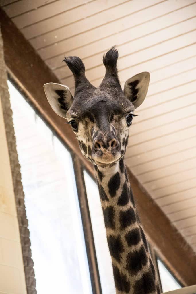 Win Five Family Trek Tickets to The Louisville Zoo