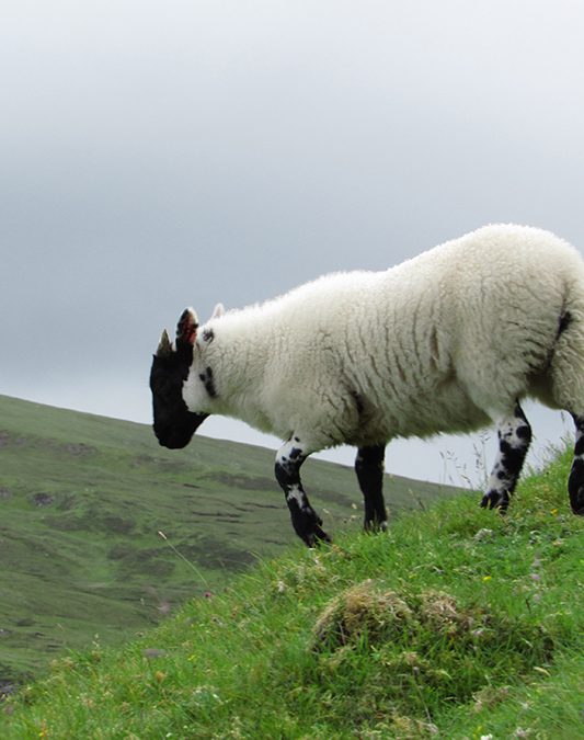 One Clan Tours Scotland’s Highlands