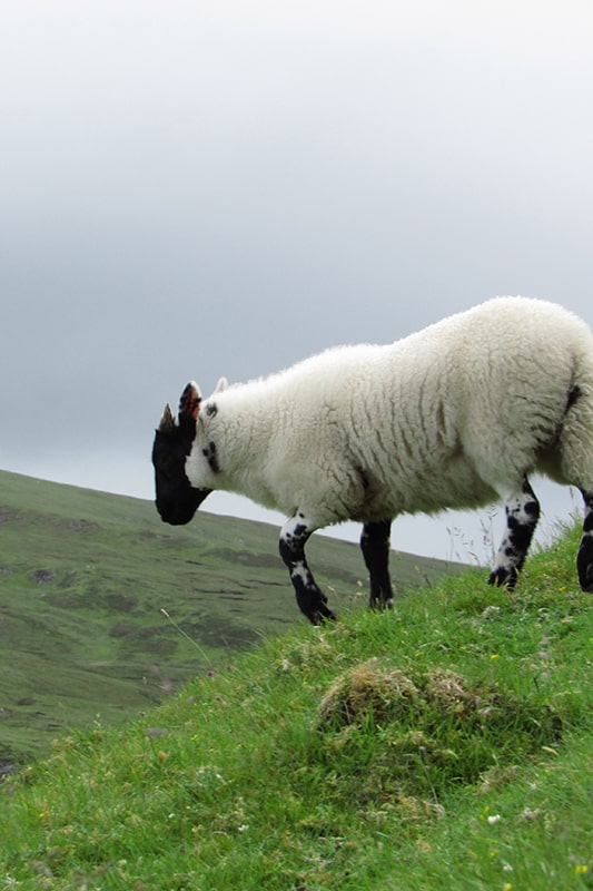 One Clan Tours Scotland’s Highlands