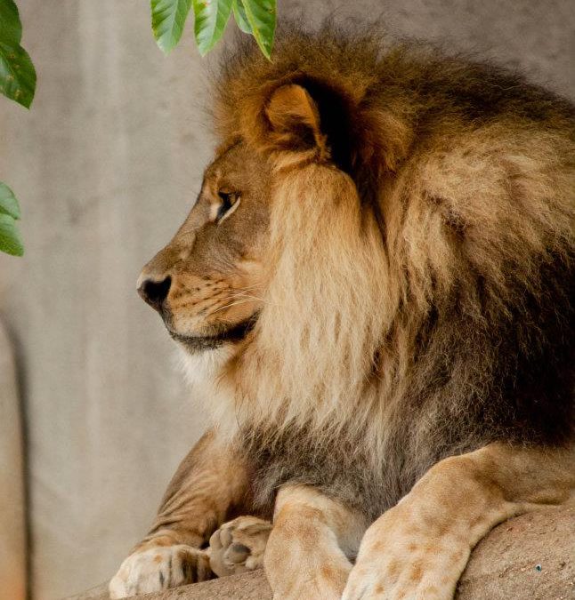 Win Tickets to the Louisville Zoo