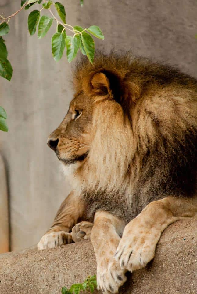 Win Tickets to the Louisville Zoo