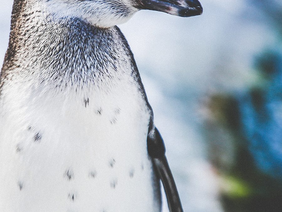 Win Tickets to Santa’s Safari