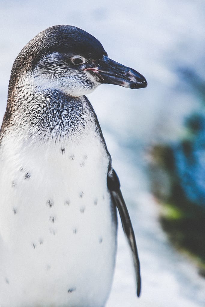 Win Tickets to Santa’s Safari