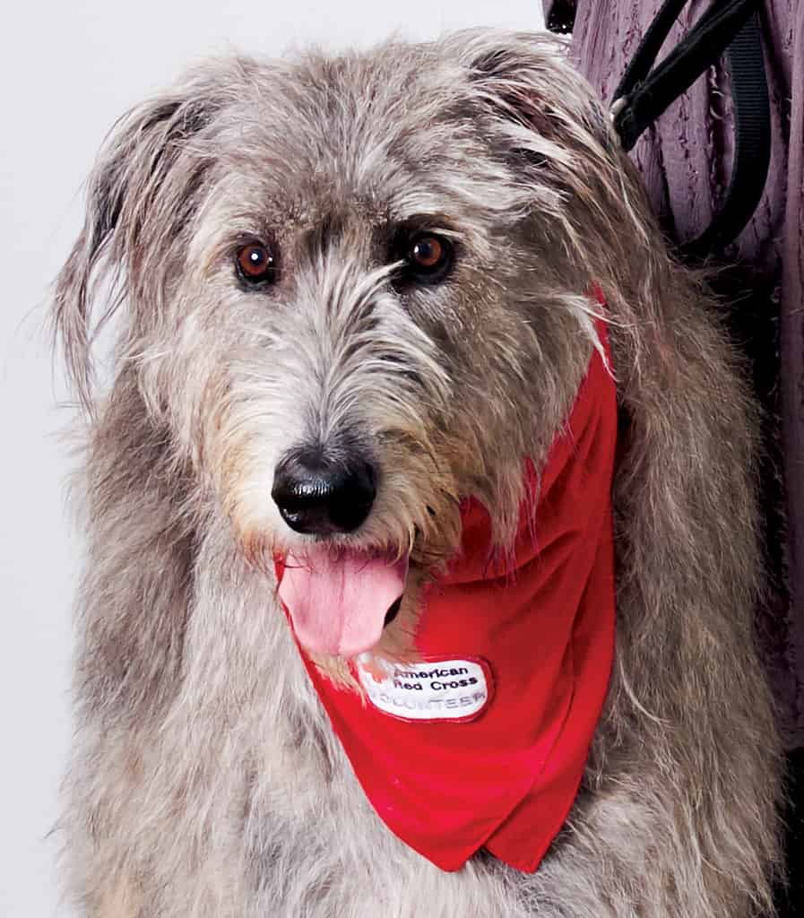 Share Your Pet’s Love