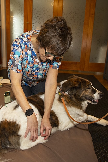 Acupuncture May Help Your Pet