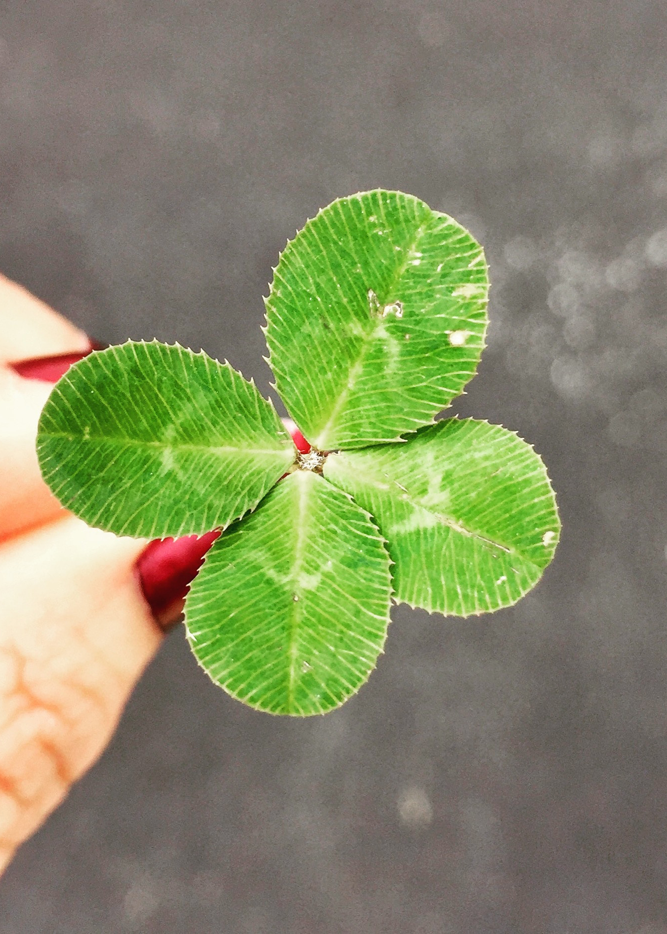 Happy St. Patrick’s Day!