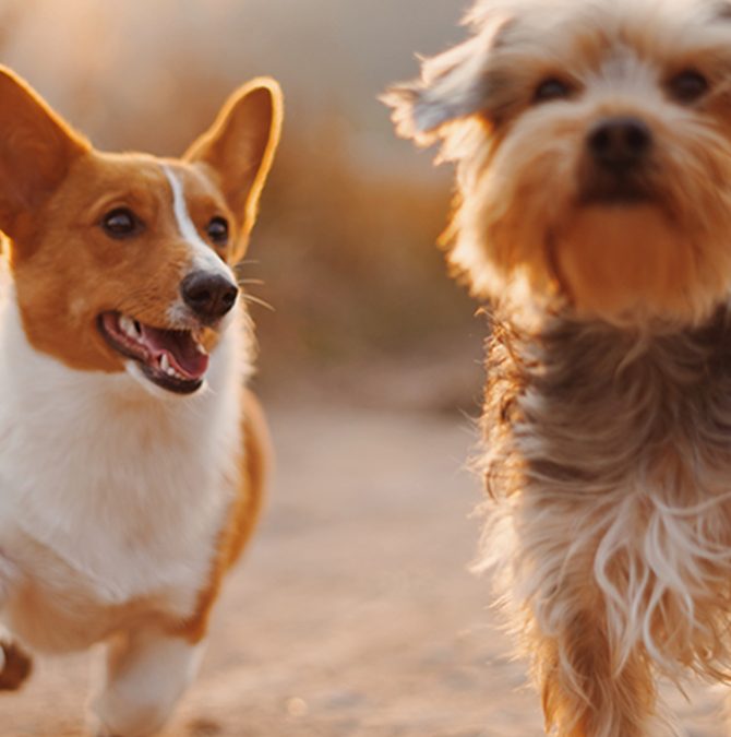 Socialization: Have You Had Your Daily Dose