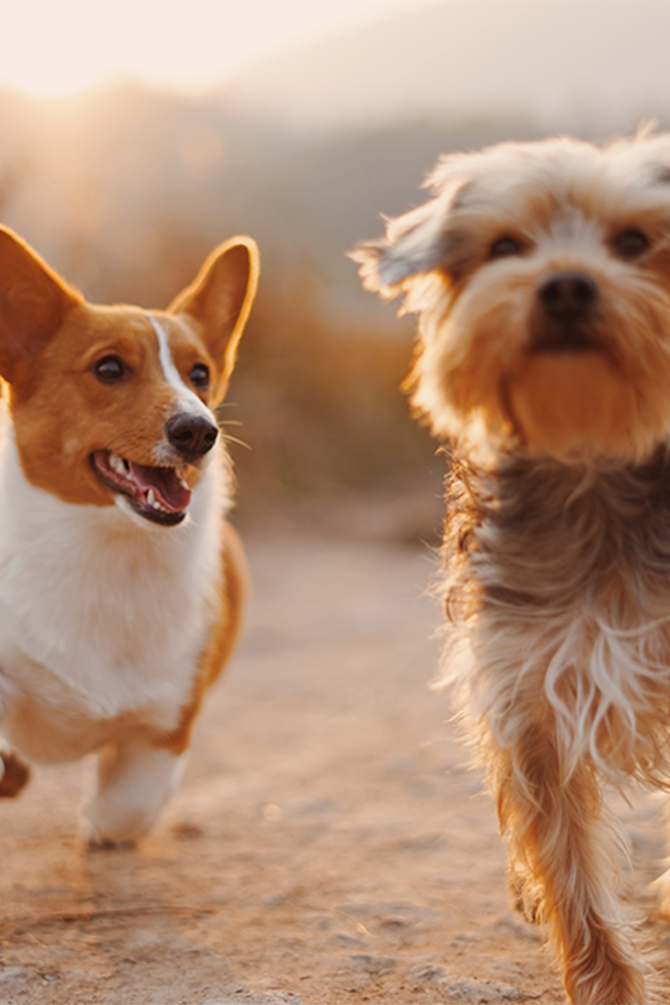 Socialization: Have You Had Your Daily Dose