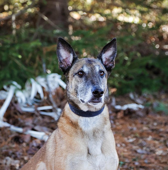 Dogs That Work – Barbara & Bella