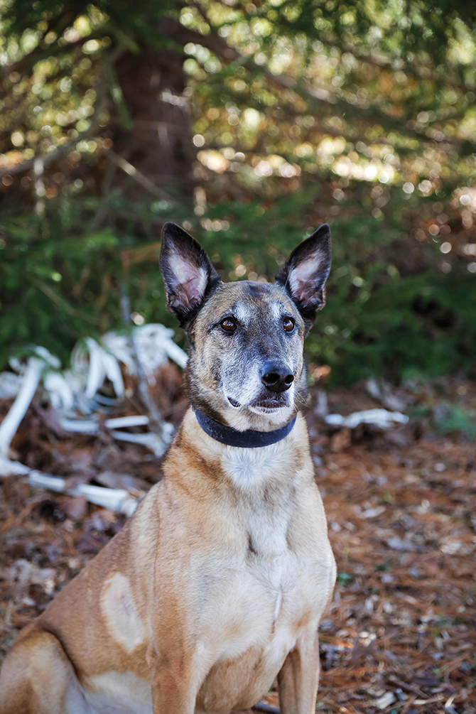 Dogs That Work – Barbara & Bella