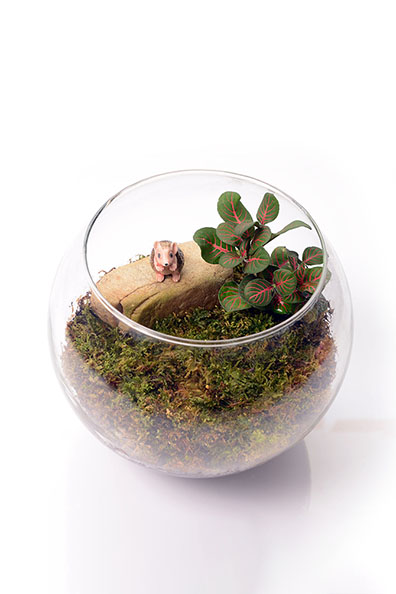 DIY: Terrarium
