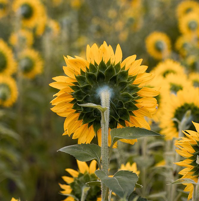 Is This the Best of Times?