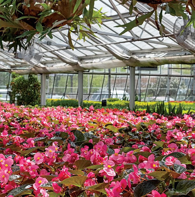 Churchill Downs Flowers