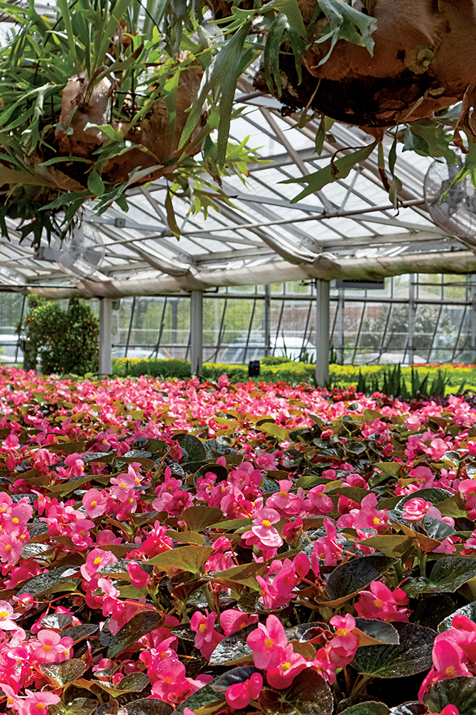 Churchill Downs Flowers