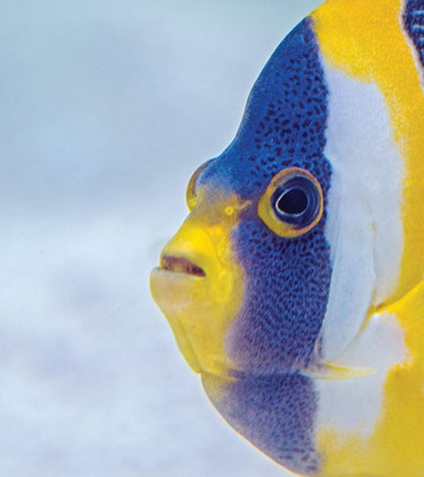 We Must Keep Swimming