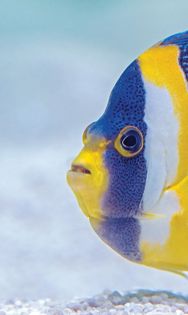 We Must Keep Swimming