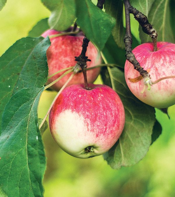 Picking Up Easy Entertainment Ideas