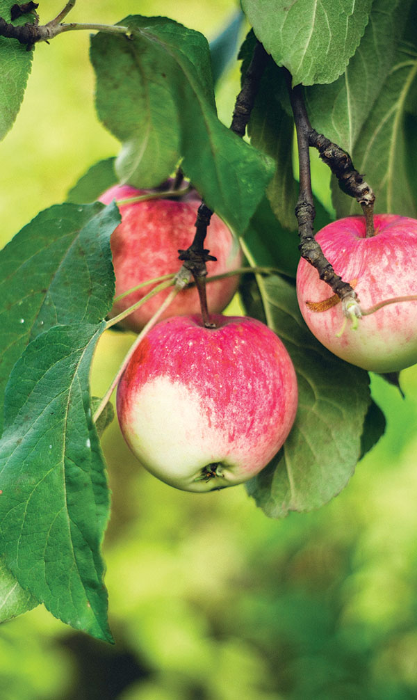 Picking Up Easy Entertainment Ideas