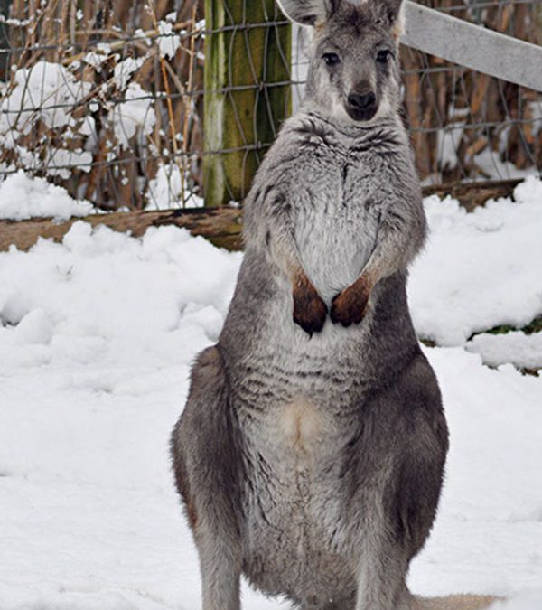 A Winter Escape for Your Kids