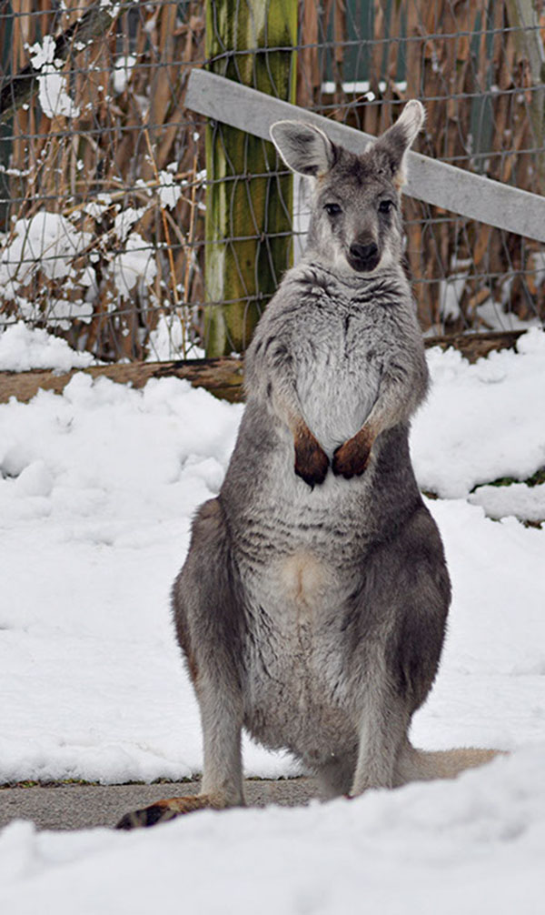 A Winter Escape for Your Kids